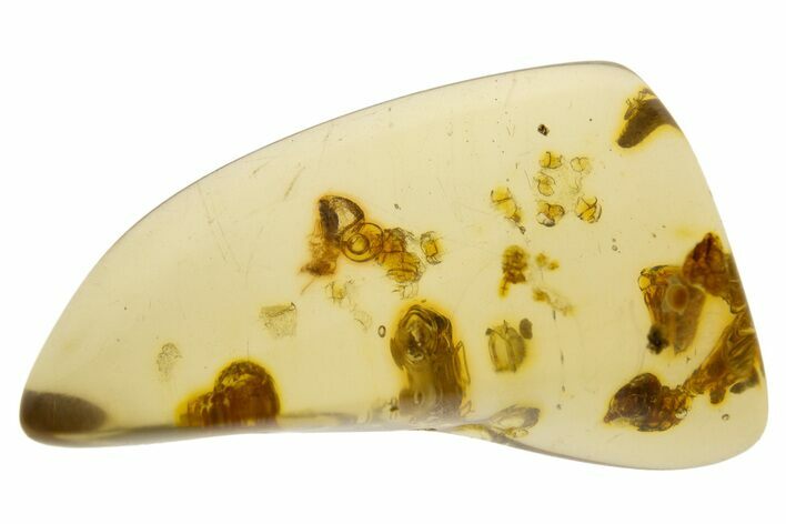 Polished Colombian Copal ( g) - Contains Termite! #331666